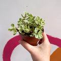 Rainbow Bush - Portulacaria afra variegata - Sprouts of Bristol