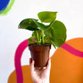 Raindrop Plant - peperomia polybotrya 'Raindrop' - Sprouts of Bristol