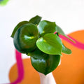 Raindrop Plant - peperomia polybotrya 'Raindrop' - Sprouts of Bristol