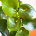 Raindrop Plant - peperomia polybotrya 'Raindrop' - Sprouts of Bristol