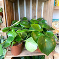 Raindrop Plant - peperomia polybotrya 'Raindrop' - Sprouts of Bristol