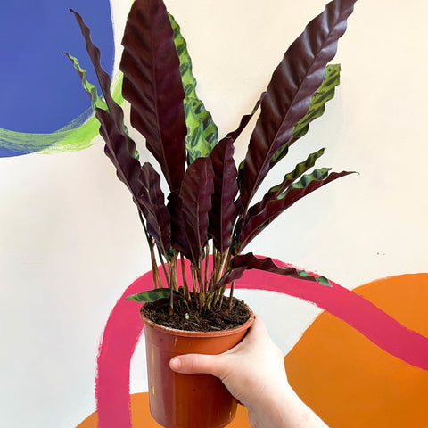 Rattlesnake Plant - Calathea lancifolia - Sprouts of Bristol