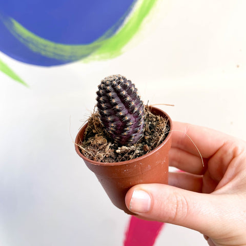 Rebutia pygmaea - Sprouts of Bristol