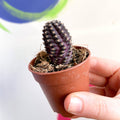 Rebutia pygmaea - Sprouts of Bristol