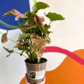 Red Arrowhead Vine - Syngonium podophyllum - British Grown - Sprouts of Bristol