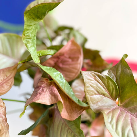 Red Arrowhead Vine - Syngonium podophyllum - British Grown - Sprouts of Bristol