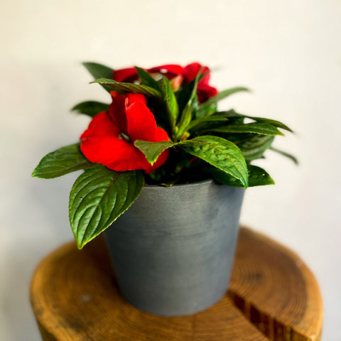 Red Busy Lizzie - Impatiens 'New Guinea' - Sprouts of Bristol