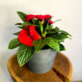 Red Busy Lizzie - Impatiens 'New Guinea' - Sprouts of Bristol