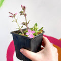 Red Campion - Silene dioica 'Rollie's Favourite' - British Grown Semi-evergreen Perennial Alpine - Sprouts of Bristol