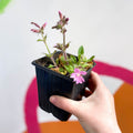 Red Campion - Silene dioica 'Rollie's Favourite' - British Grown Semi-evergreen Perennial Alpine - Sprouts of Bristol