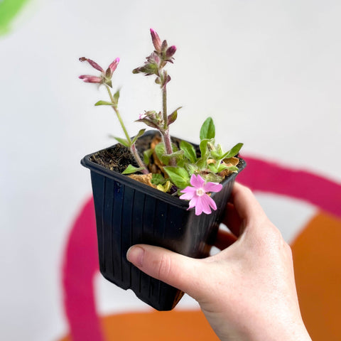 Red Campion - Silene dioica 'Rollie's Favourite' - British Grown Semi-evergreen Perennial Alpine - Sprouts of Bristol