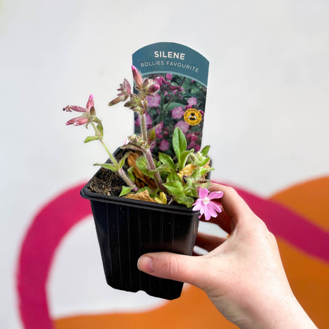 Red Campion - Silene dioica 'Rollie's Favourite' - British Grown Semi-evergreen Perennial Alpine - Sprouts of Bristol