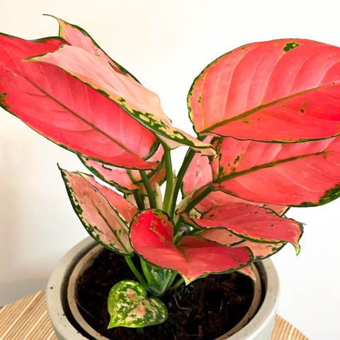 Red Chinese Evergreen - Aglaonema 'Red Star' - Sprouts of Bristol