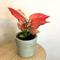 Red Chinese Evergreen - Aglaonema 'Red Star' - Sprouts of Bristol
