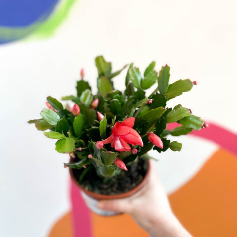 Red Christmas Cactus - Schlumbergera truncata 'Caribbean Dancer' - British Grown - Sprouts of Bristol