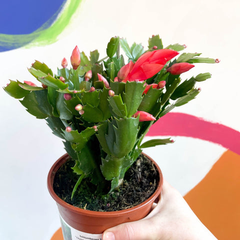 Red Christmas Cactus - Schlumbergera truncata 'Caribbean Dancer' - British Grown - Sprouts of Bristol