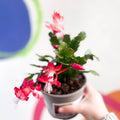 Red Christmas Cactus - Schlumbergera truncata 'Caribbean Dancer' - British Grown - Sprouts of Bristol