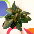 Red Edged Radiator Plant - Peperomia clusifolia 'Red Margin' - Sprouts of Bristol