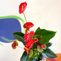 Red Flamingo Flower - Anthurium andraeanum 'Madural' - Sprouts of Bristol