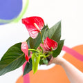 Red Flamingo Flower - Anthurium andraeanum 'Red Bull' - Sprouts of Bristol