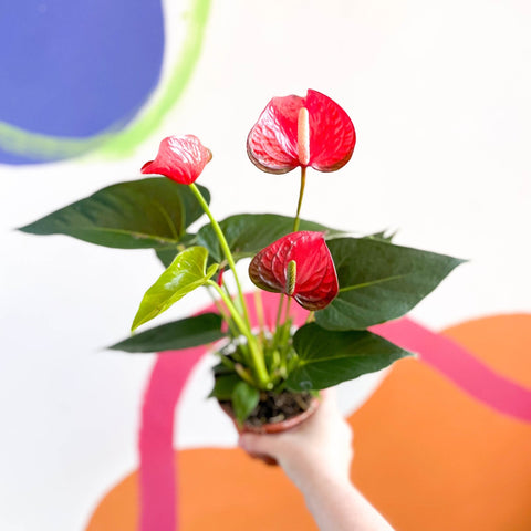Red Flamingo Flower - Anthurium andraeanum 'Red Bull' - Sprouts of Bristol