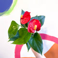 Red Flamingo Flower - Anthurium andraeanum 'Red Champion' - Sprouts of Bristol
