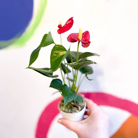 Red Flamingo Flower - Anthurium andraeanum 'Red Champion' - Sprouts of Bristol