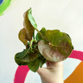 Red Heart Syngonium - Syngonium neon robusta - Sprouts of Bristol
