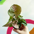 Red Heart Syngonium - Syngonium neon robusta - Sprouts of Bristol