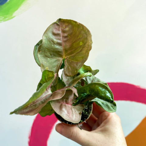 Red Heart Syngonium - Syngonium neon robusta - Sprouts of Bristol