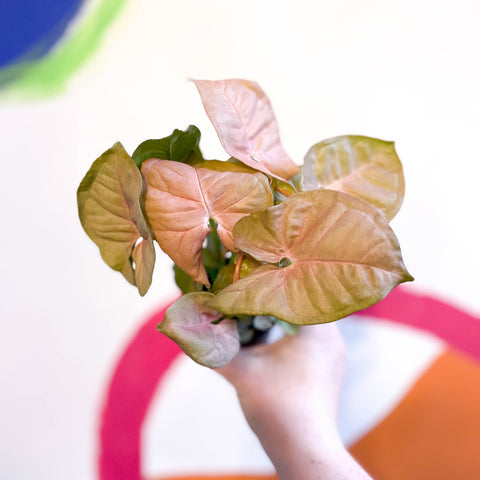 Red Heart Syngonium - Syngonium neon robusta - Sprouts of Bristol