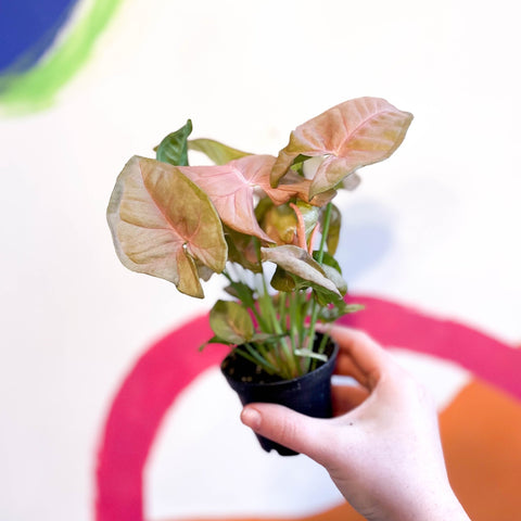 Red Heart Syngonium - Syngonium neon robusta - Sprouts of Bristol