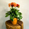 Red Orange Dahlia 'Royal' - Sprouts of Bristol