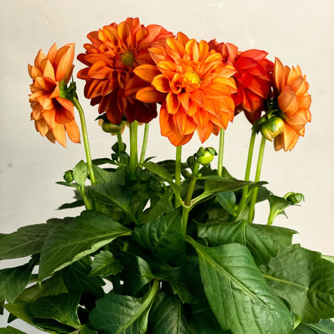 Red Orange Dahlia 'Royal' - Sprouts of Bristol