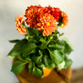 Red Orange Dahlia 'Royal' - Sprouts of Bristol