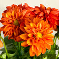 Red Orange Dahlia 'Royal' - Sprouts of Bristol
