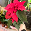 Red Poinsettia - Euphorbia pulcherrima - Sprouts of Bristol