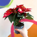 Red Speckled Poinsettia - Euphorbia pulcherrima 'Superba New Glitter' - Sprouts of Bristol