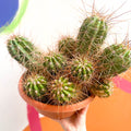 Red Torch Cactus - Trichocereus / Echinopsis huascha - Sprouts of Bristol