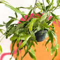 Rhipsalis rauhiorum - Sprouts of Bristol