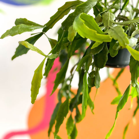 Rhipsalis rauhiorum - Sprouts of Bristol