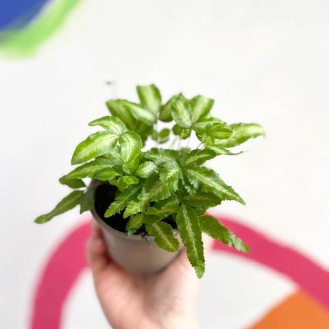 Ribbon Fern - Pteris cretica 'Mayi' - British Grown - Sprouts of Bristol
