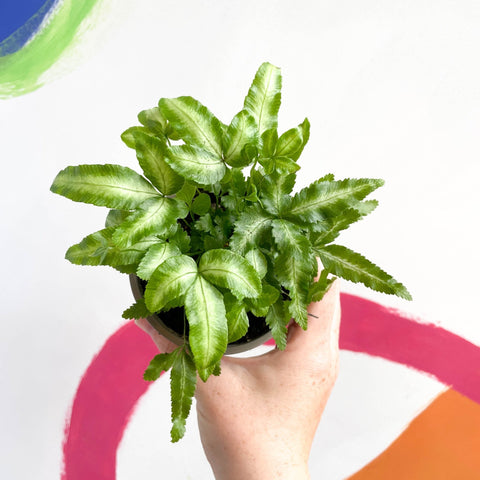 Ribbon Fern - Pteris cretica 'Mayi' - British Grown - Sprouts of Bristol