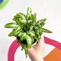 Ribbon Fern - Pteris cretica 'Mayi' - British Grown - Sprouts of Bristol
