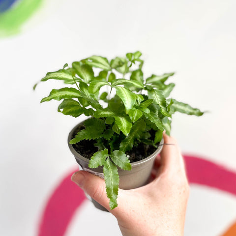 Ribbon Fern - Pteris cretica 'Mayi' - British Grown - Sprouts of Bristol