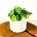 Rippled Chinese Money Plant - Peperomia albovittata 'Rana Verde' - Sprouts of Bristol