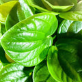 Rippled Chinese Money Plant - Peperomia albovittata 'Rana Verde' - Sprouts of Bristol