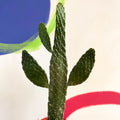 Road Kill Cactus - Opuntia rubescens ‘Consolea’ - Sprouts of Bristol