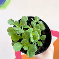 Rock Cress - Arabis alpina caucasica 'Lotti White' - British Grown Herbaceous Perennial - Sprouts of Bristol