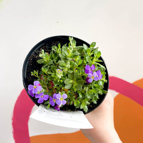 Rock Cress - Aubrieta Deltoidea 'Blaumeise' - British Grown Evergreen Perennial Alpine - Sprouts of Bristol